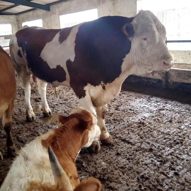 種公牛的飼養(yǎng)管理